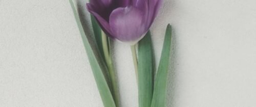 Two purple tulips with green stems on a light background.